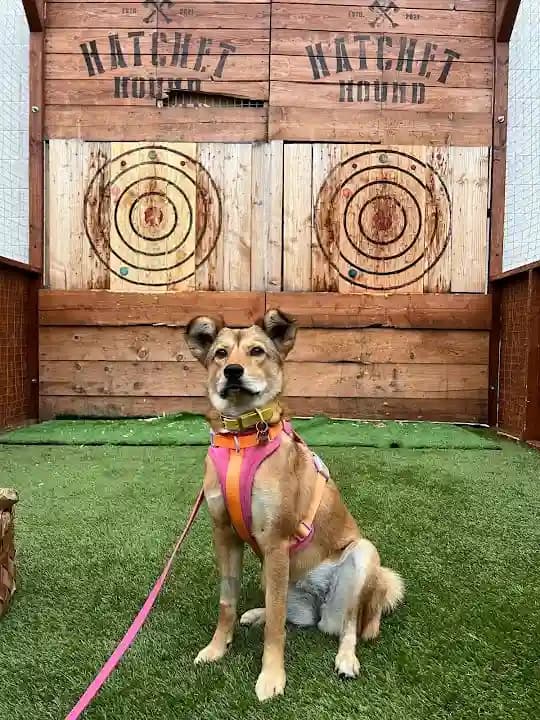 axe throwing experience at Hatchet Hound Axe Throwing located in Los Angeles